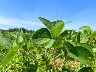 The Must-Have Women's Work Shorts